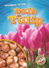 Bulb_to_Tulip