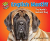 English_Mastiff
