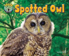 Spotted_Owl