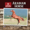 Arabian_Horse