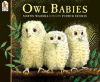 Owl_babies
