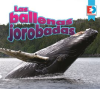 Las_ballenas_jorobadas