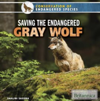Saving_the_Endangered_Gray_Wolf
