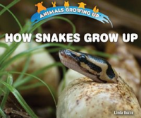 How_Snakes_Grow_Up