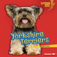 Yorkshire_Terriers
