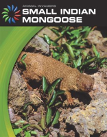 Small_indian_mongoose