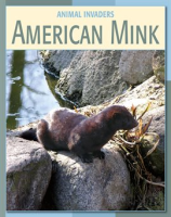 American_Mink