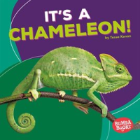 It_s_a_Chameleon_