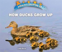 How_Ducks_Grow_Up
