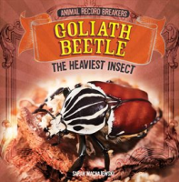 Goliath_Beetle__The_Heaviest_Insect