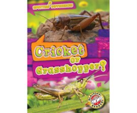 Cricket_or_Grasshopper_