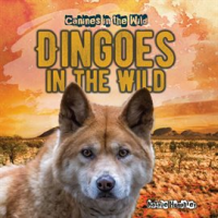 Dingoes_in_the_Wild