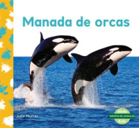 Manada_de_Orcas__Orca_Whale_Pod_