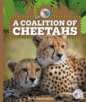 A_Coalition_of_Cheetahs