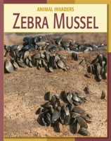 Zebra_Mussel