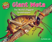Giant_Weta