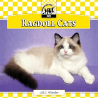 Ragdoll_Cats