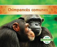 Chimpanc__s_comunes__Chimpanzees_