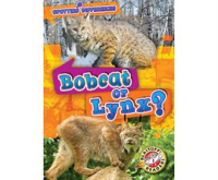Bobcat_or_Lynx_