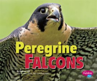 Peregrine_falcons